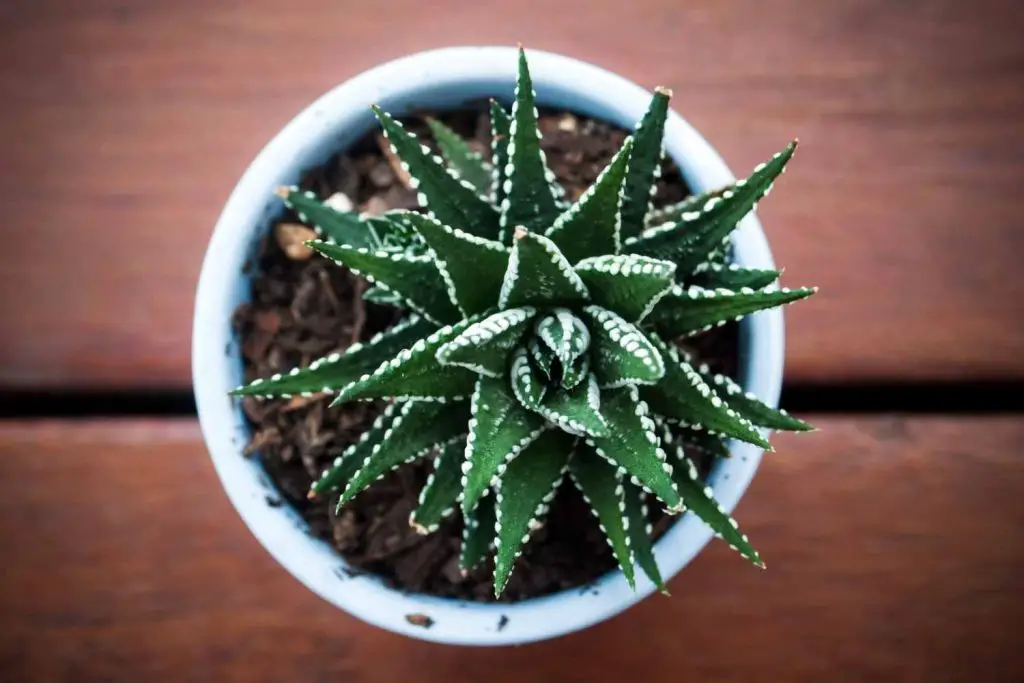 haworthiopsis fasciata-top down view