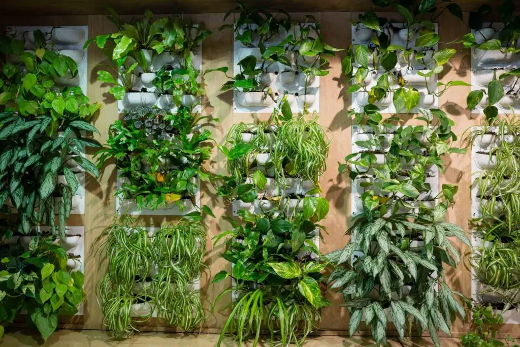 low light plant wall