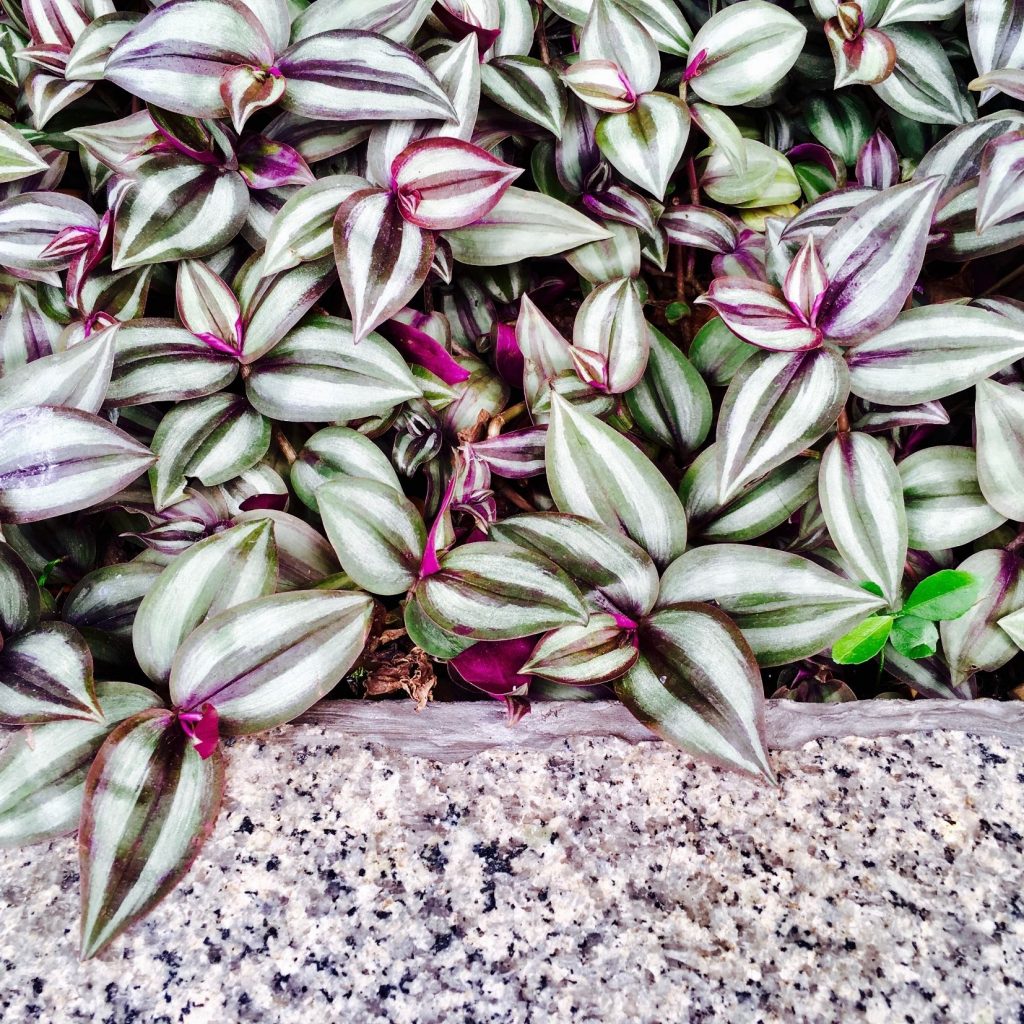 Wandering Jew Plant Tradescantia Zebrina Care The Contented Plant