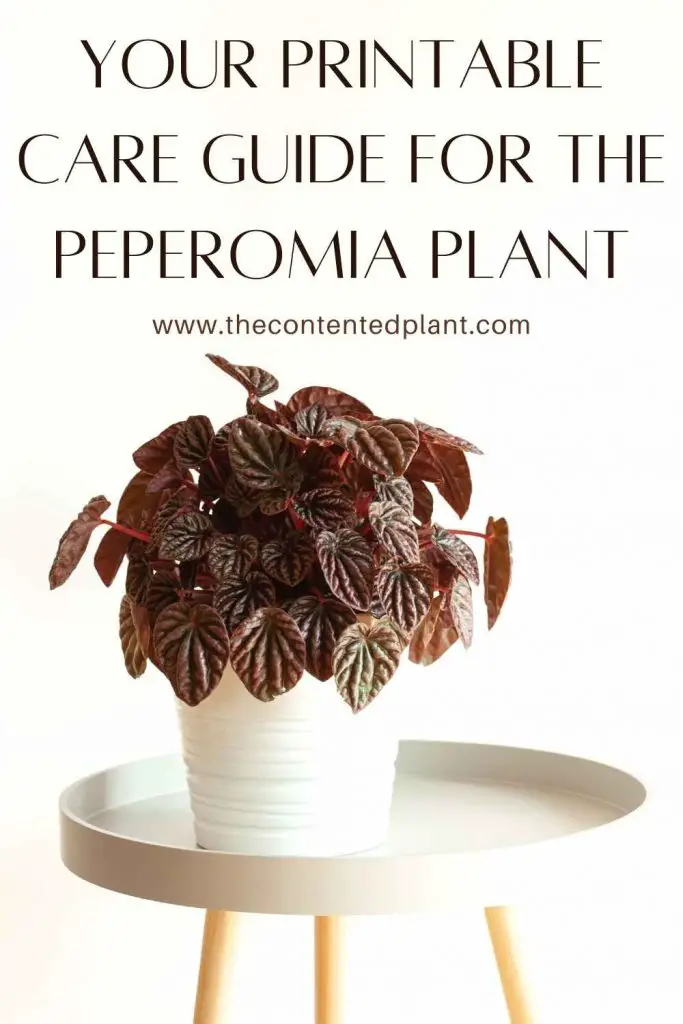 Your printable care guide for the peperomia plant-pin image
