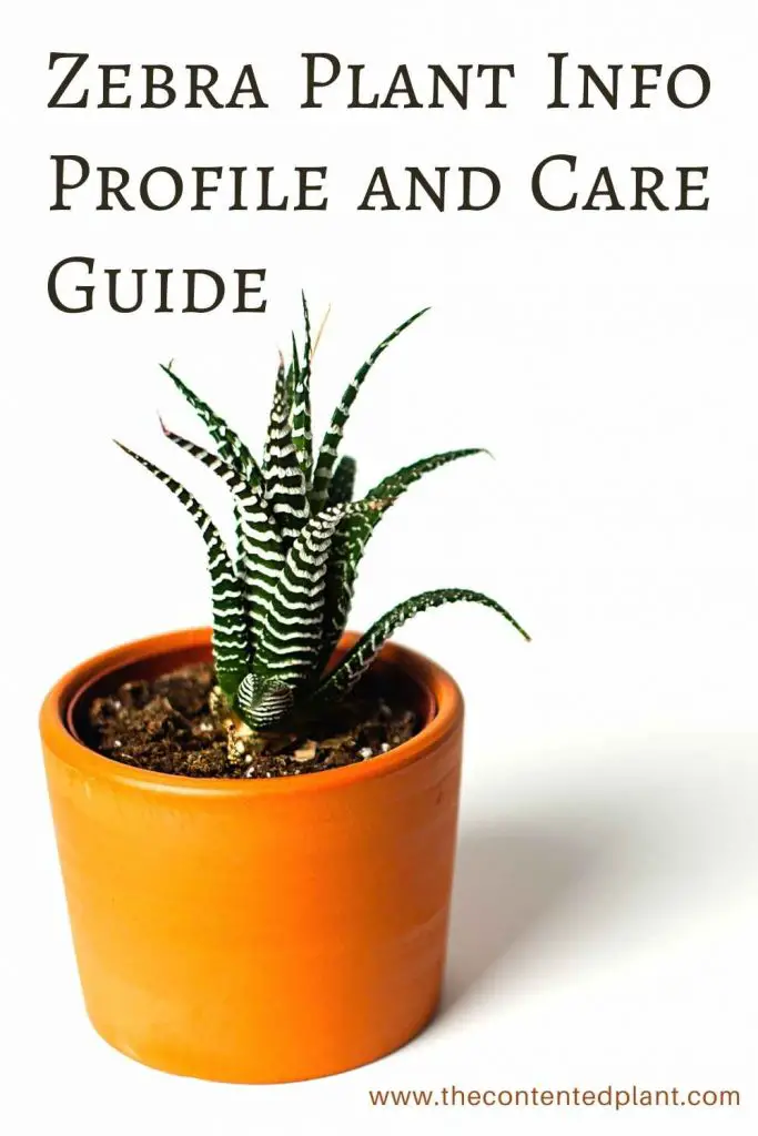 Zebra plant info profile and care guide-pin image