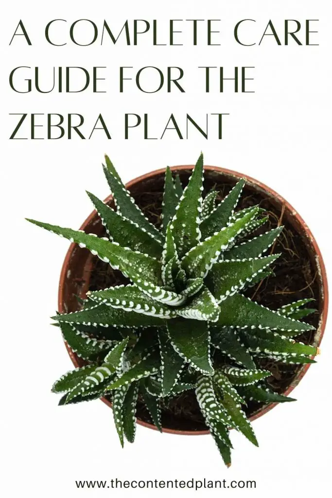 A complete care guide for the zebra plant-pin image