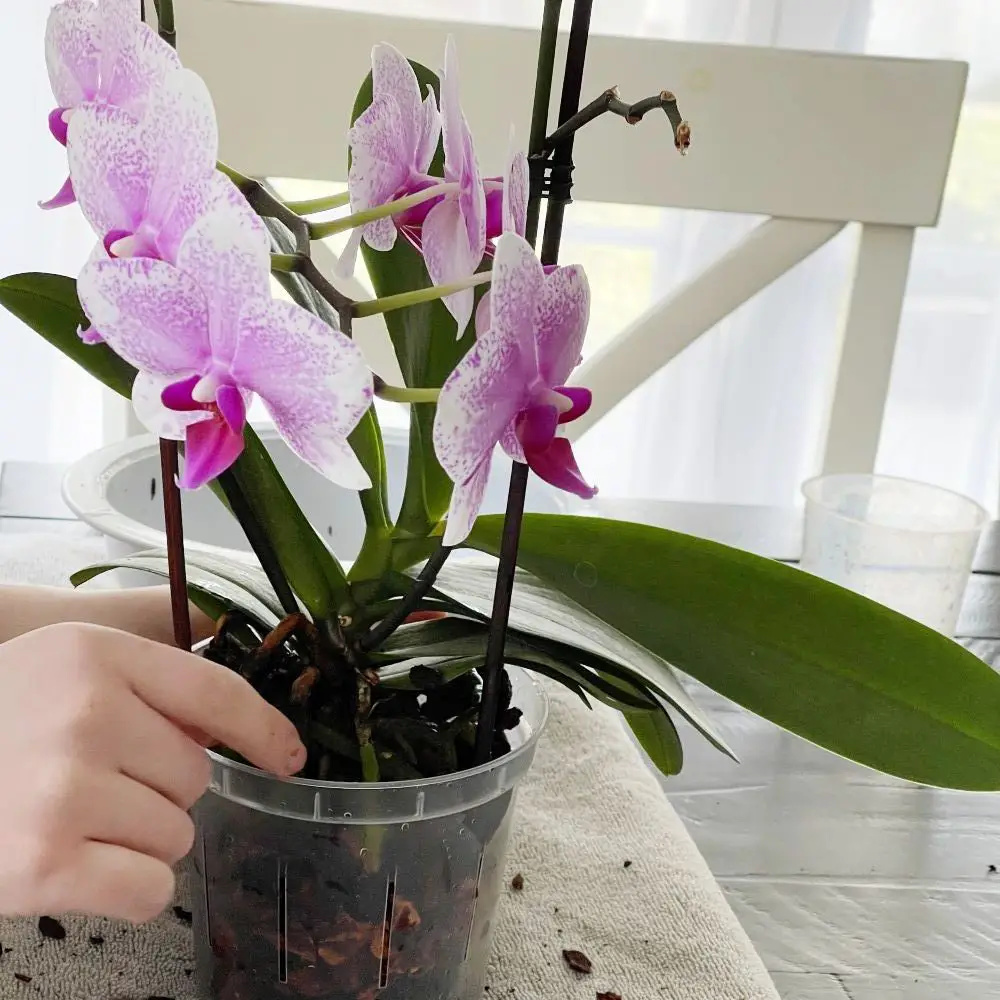adding bark to orchid crown-orchid repot