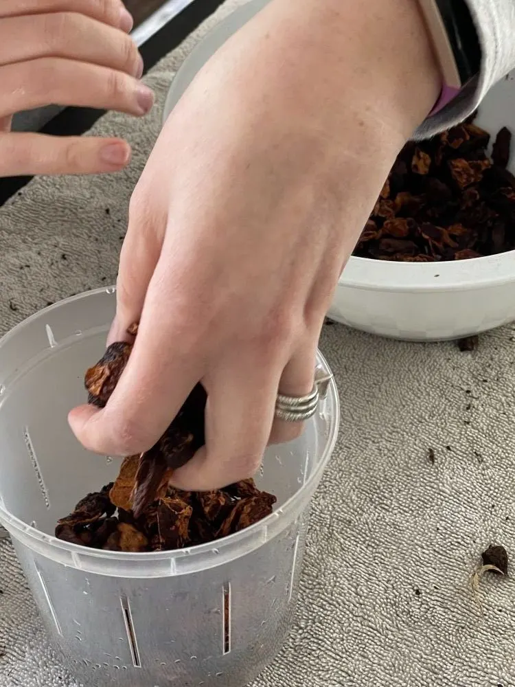 adding sterile potting mix to new pot-orchid repot
