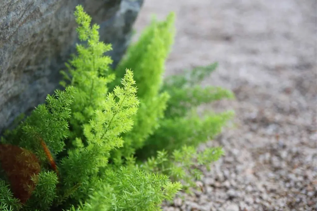 Asparagus Fern Outdoors