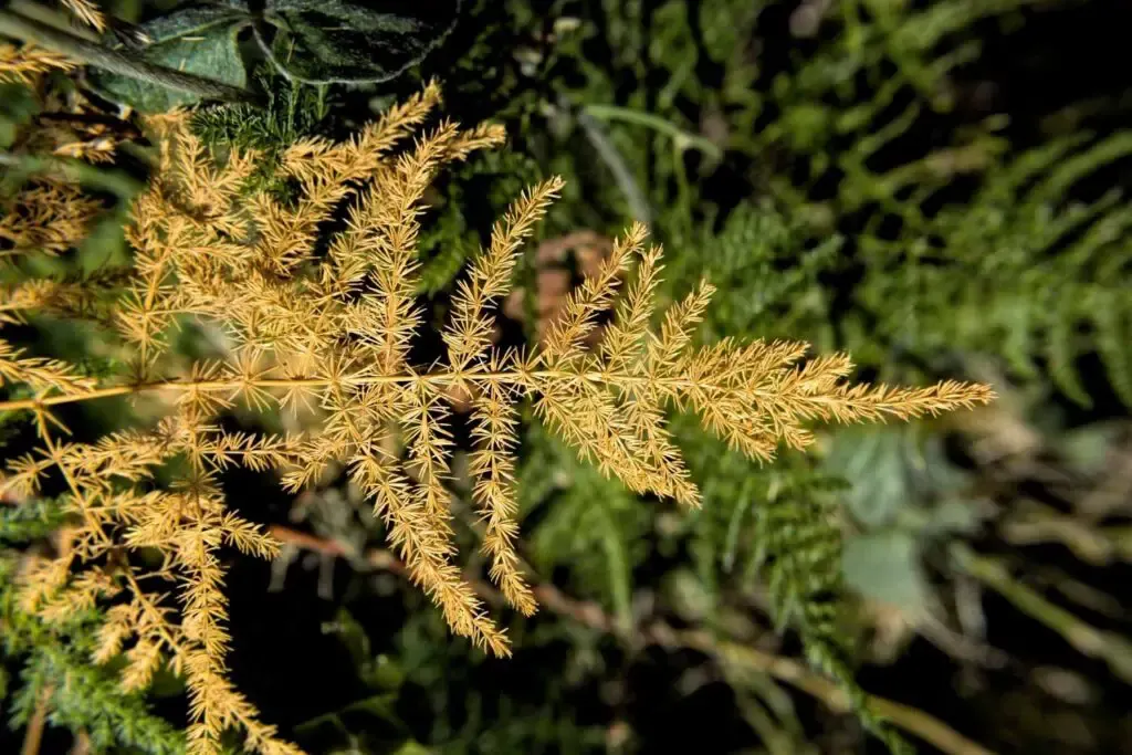 asparagus ferns dead fronds