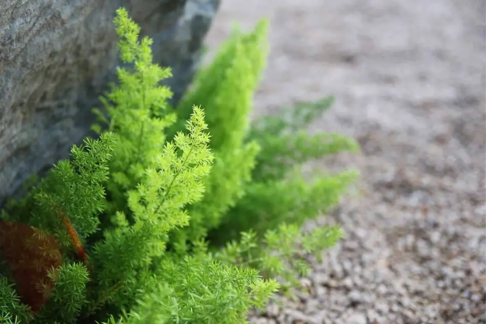 Asparagus Fern Care Guide The Contented Plant