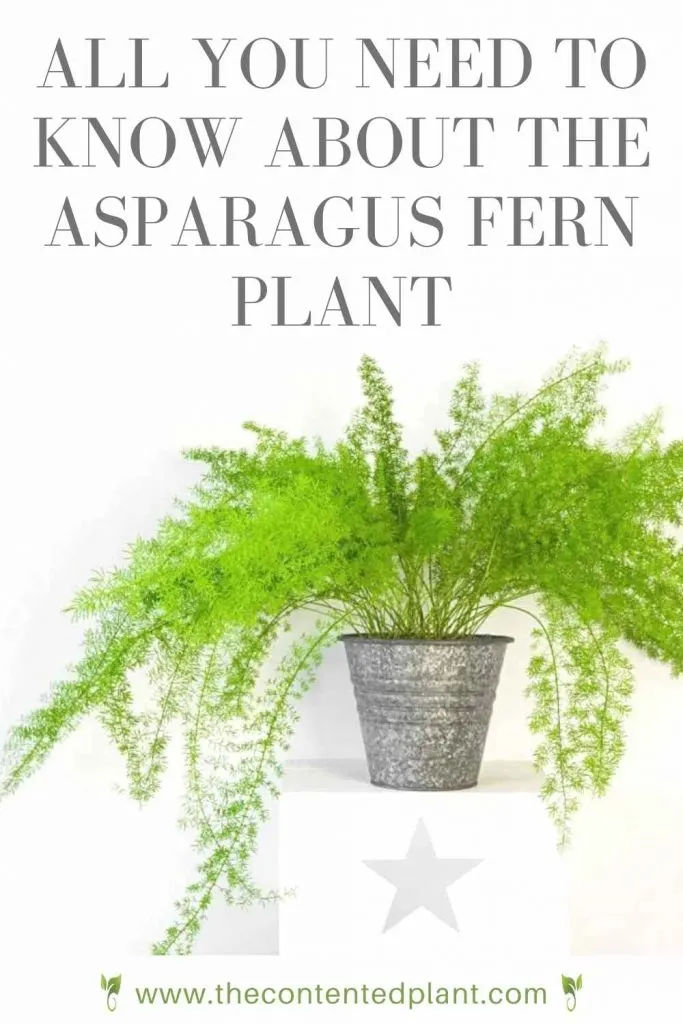 All you need to know about the asparagus fern plant-pin image