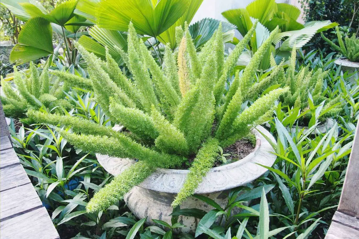foxtail asparagus fern plant