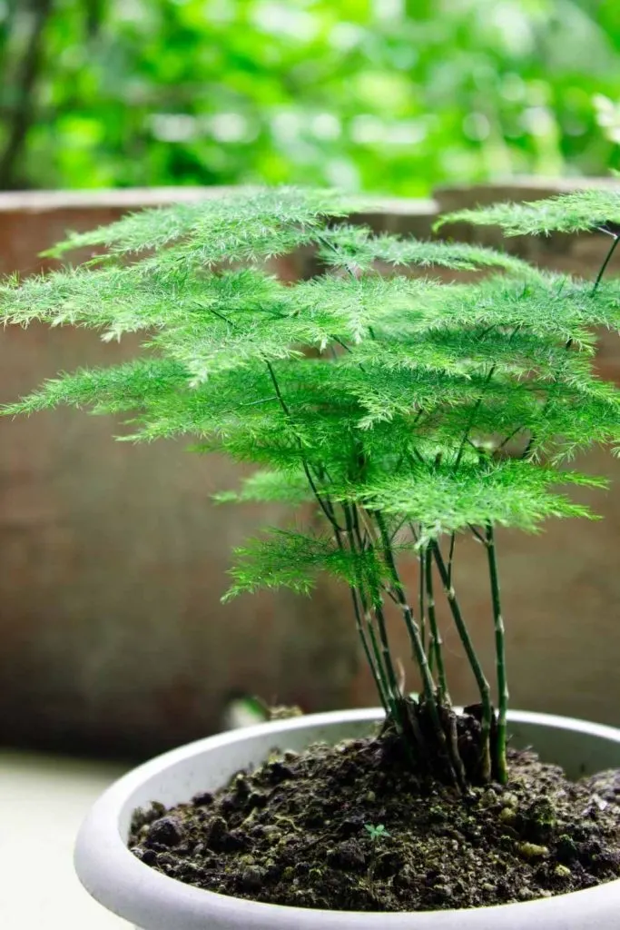 asparagus fern plumosa