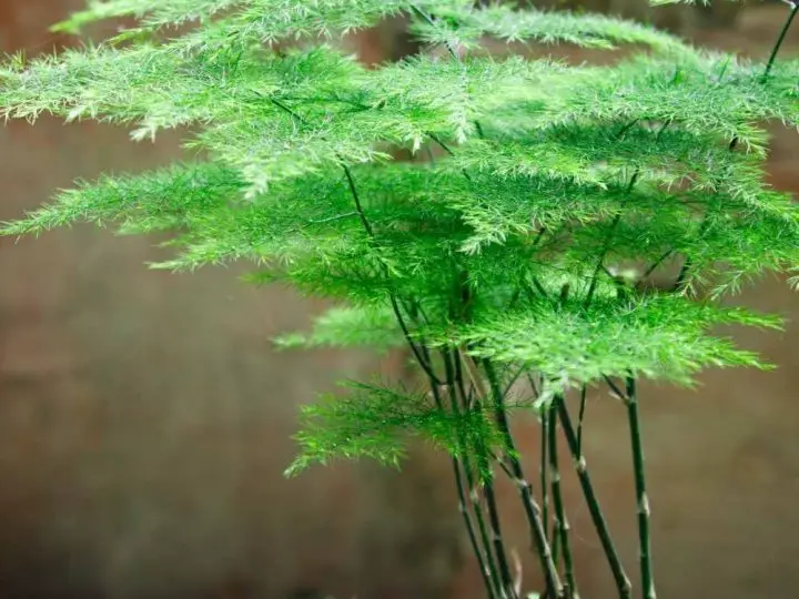 is asparagus fern bad for dogs