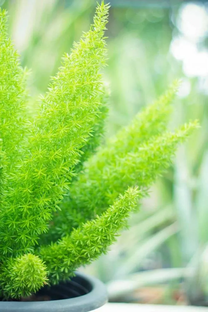 Foxtail asparagus fern