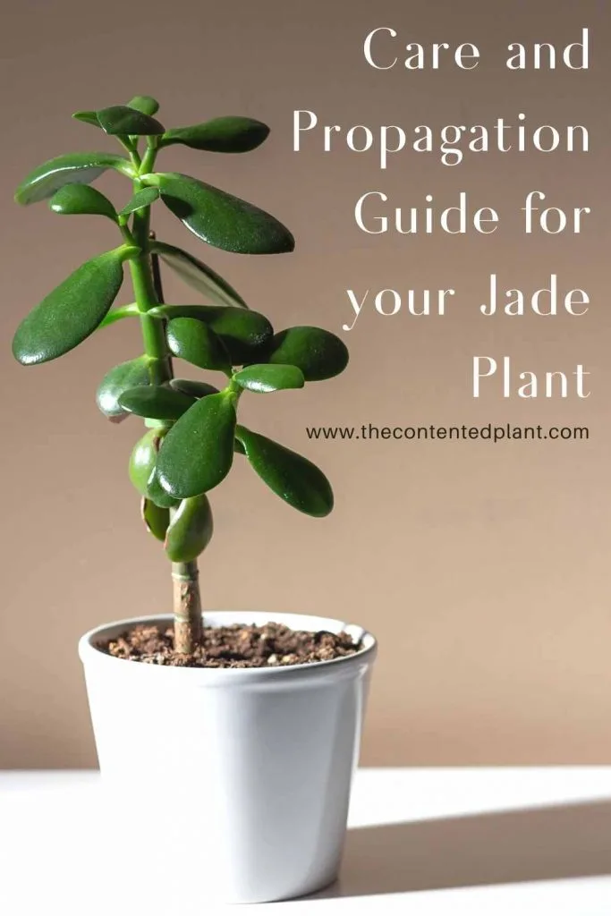 Care and propagation guide for your jade plant-pin image