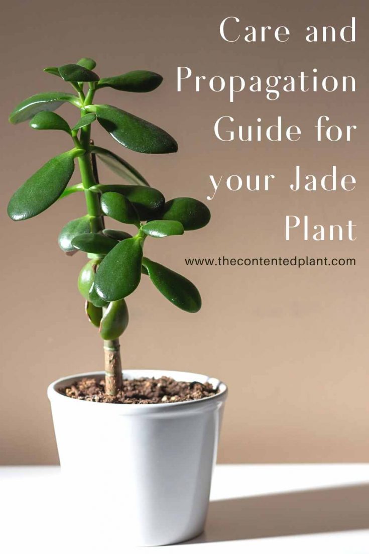 Money Tree Plant Care Guide - The Contented Plant