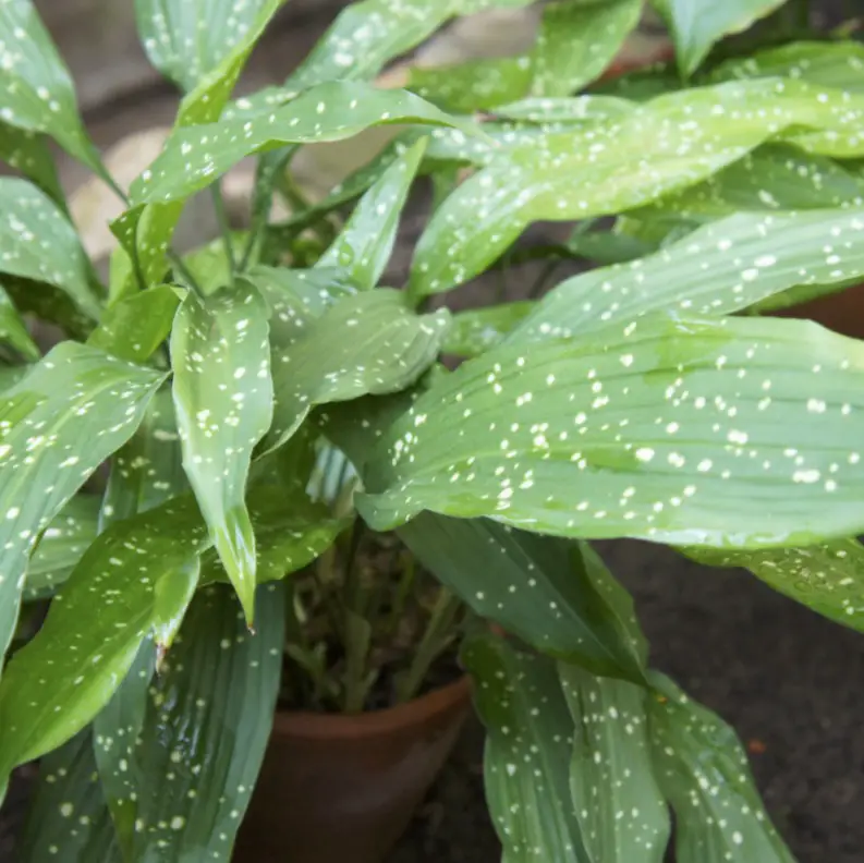 Cast iron plant potted