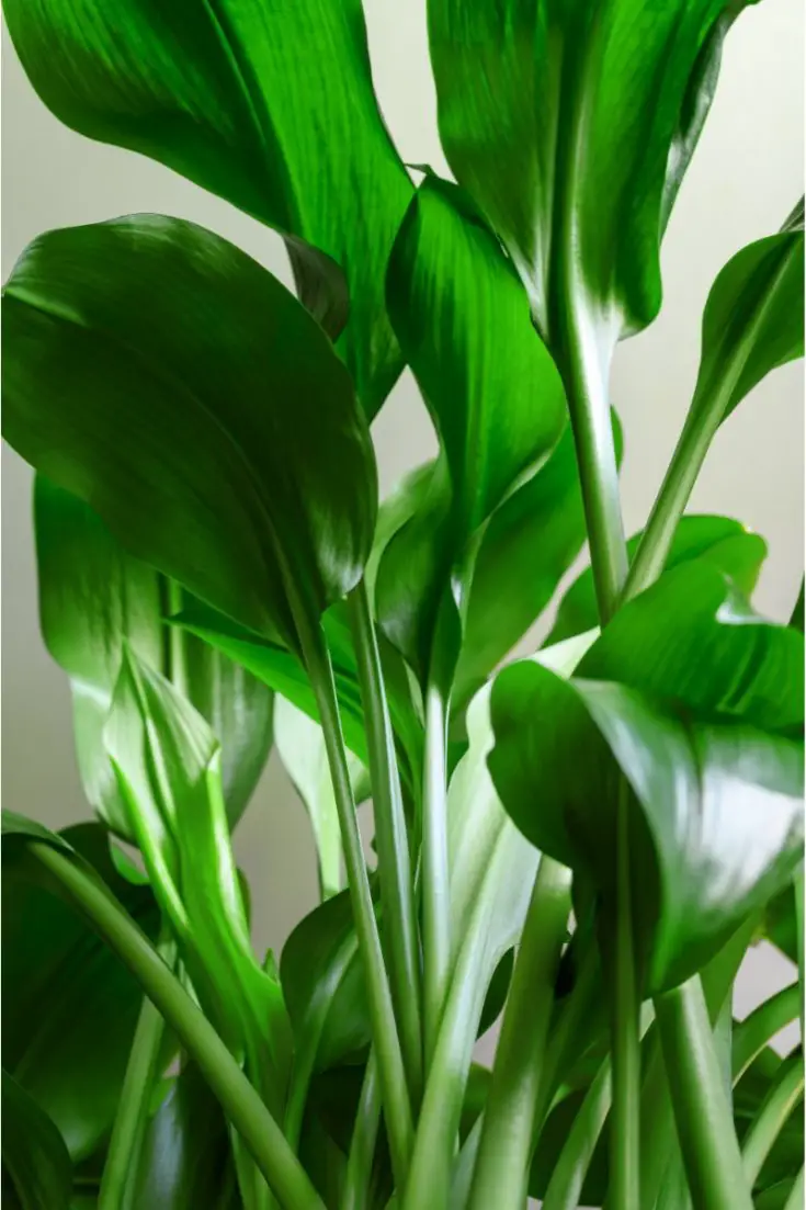 Cast Iron plant leaves and stem