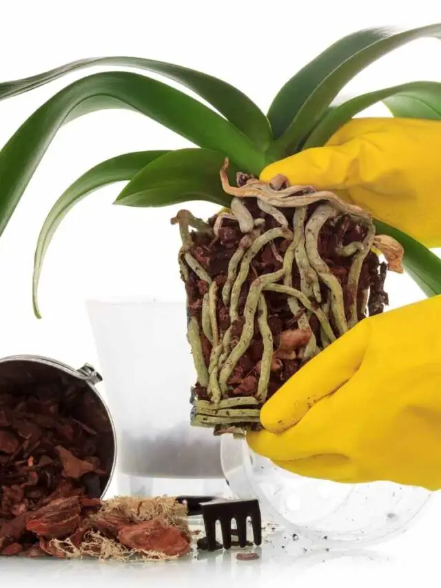 Orchid Root Rot The Contented Plant