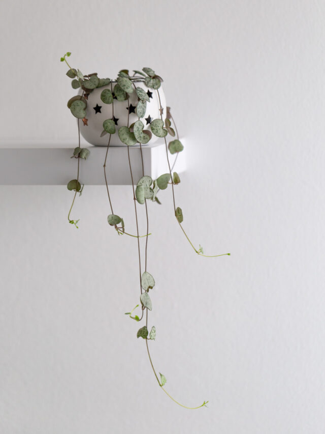 How to properly water your String of Hearts The Contented Plant