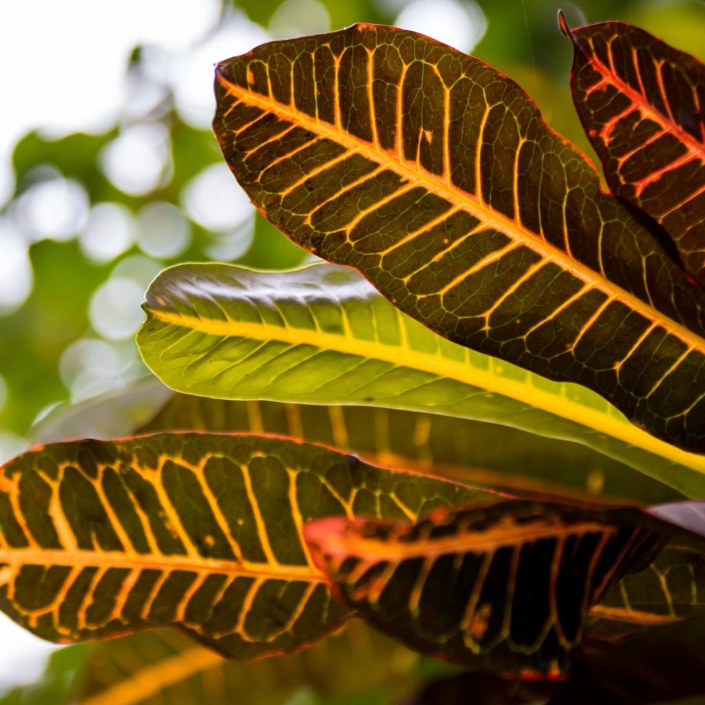 Croton plant leaves