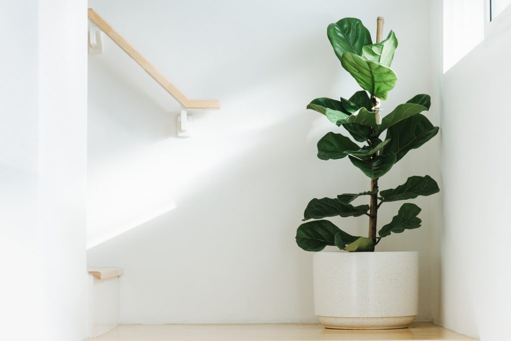 Fiddle leaf fig tree in pot