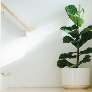 Fiddle leaf fig tree in pot