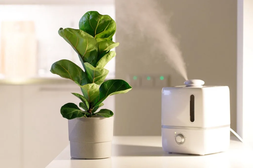 Fiddle leaf with humidifier