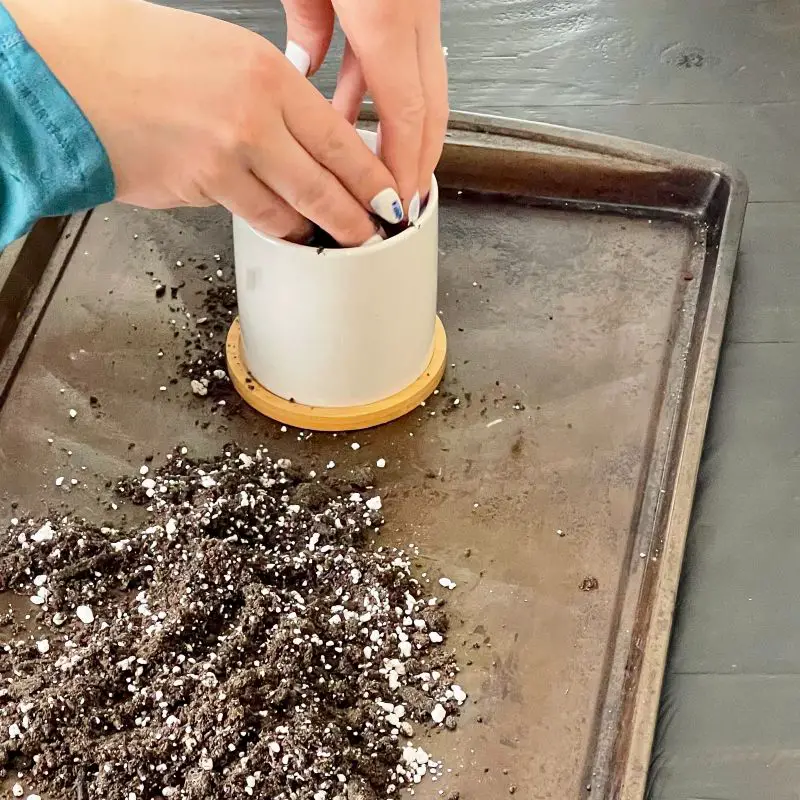 filling small pot with soil for cutting