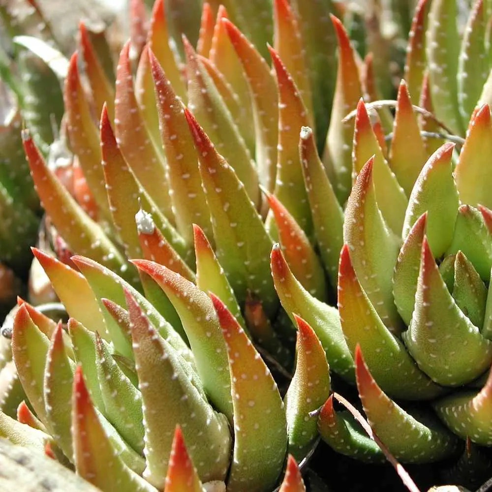 haworthia plant-stress coloring