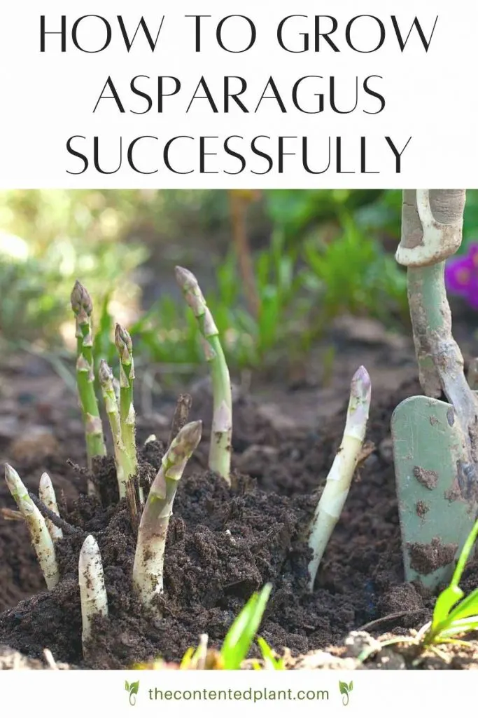 How to grow asparagus successfully-pin image