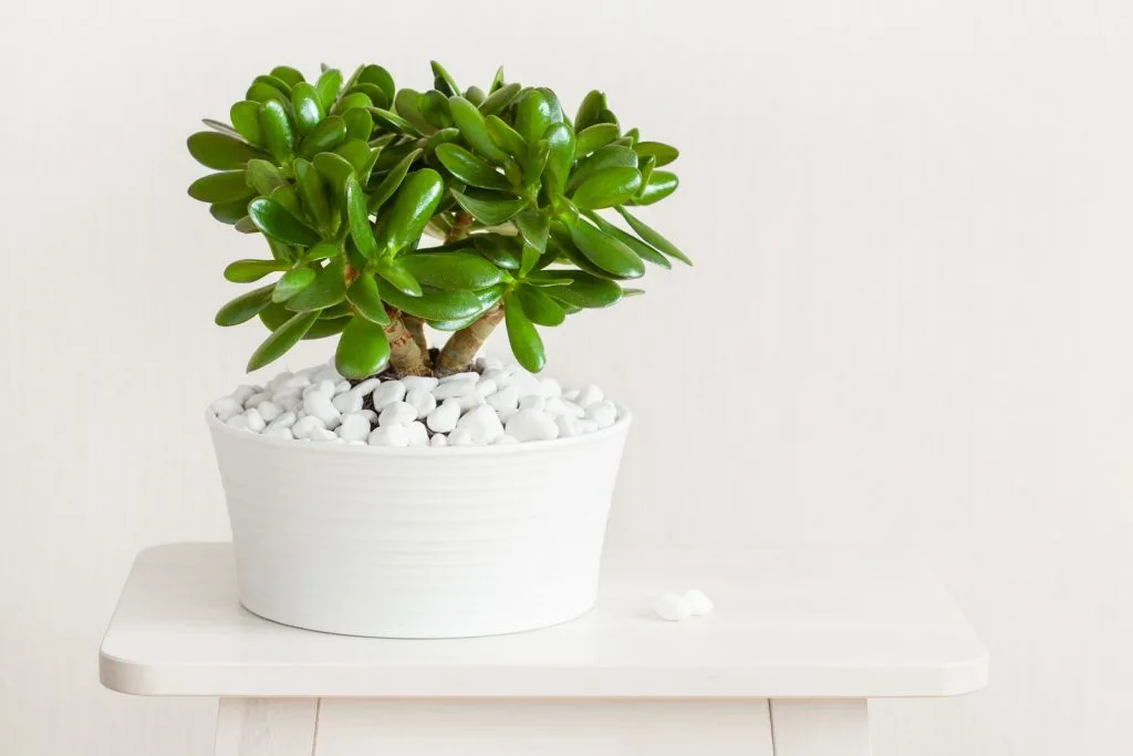 Jade plant Crassula Ovata