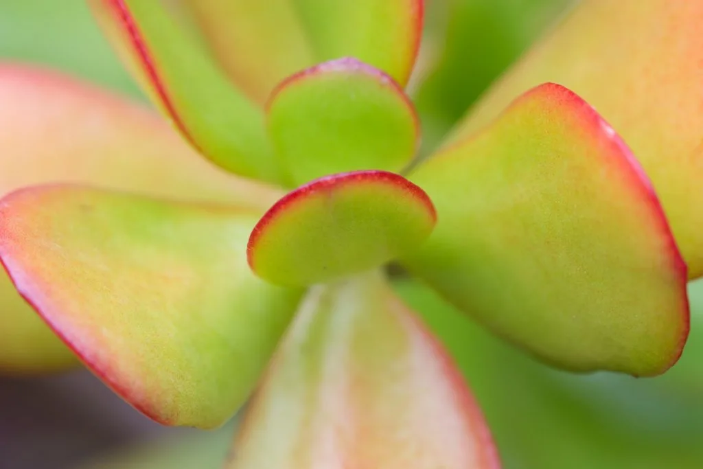 Close up of Jade Plant leaves