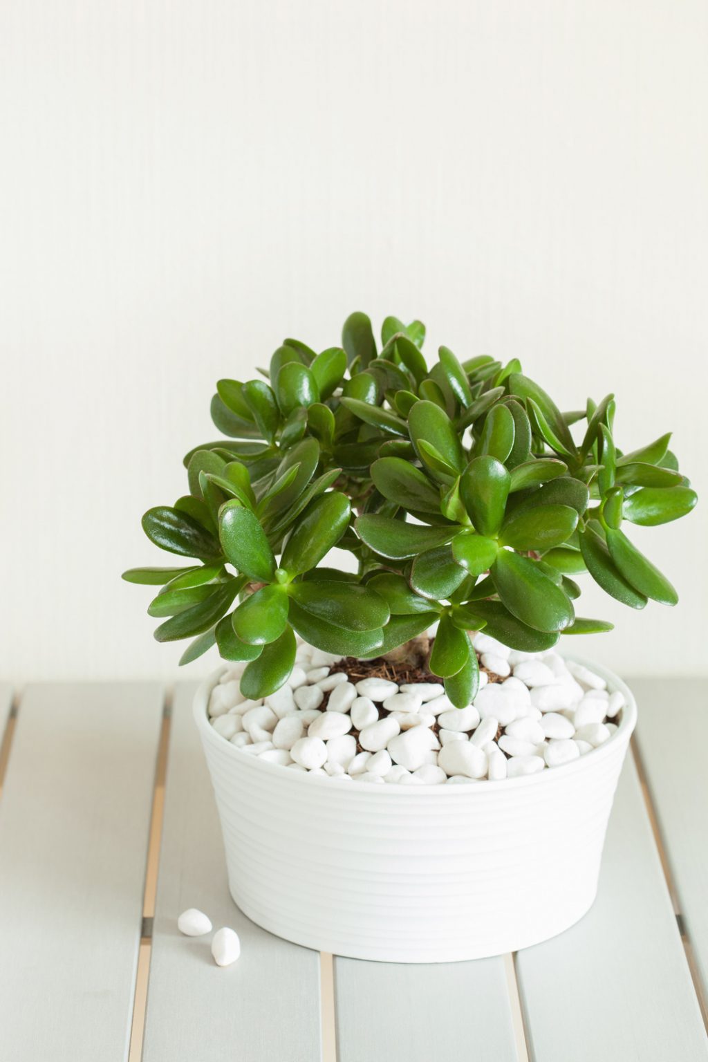 Jade Plant Care and Propagation The Contented Plant