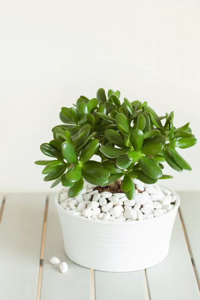 Jade Plant Care and Propagation - The Contented Plant