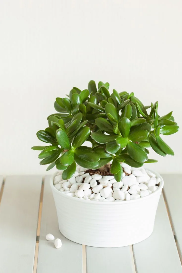 houseplant Crassula ovata jade plan