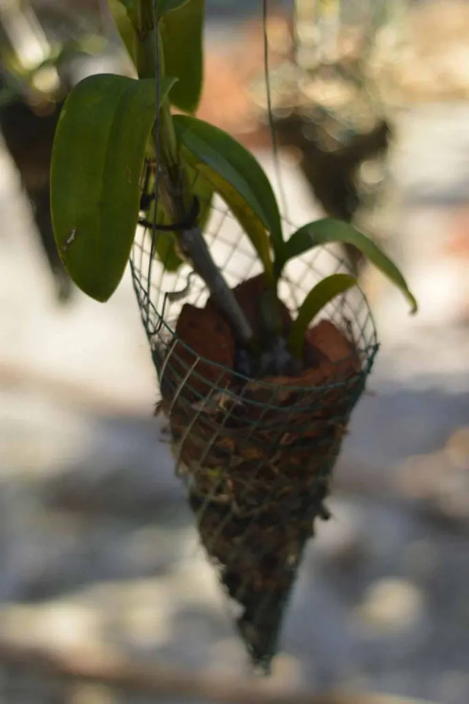 mesh pots