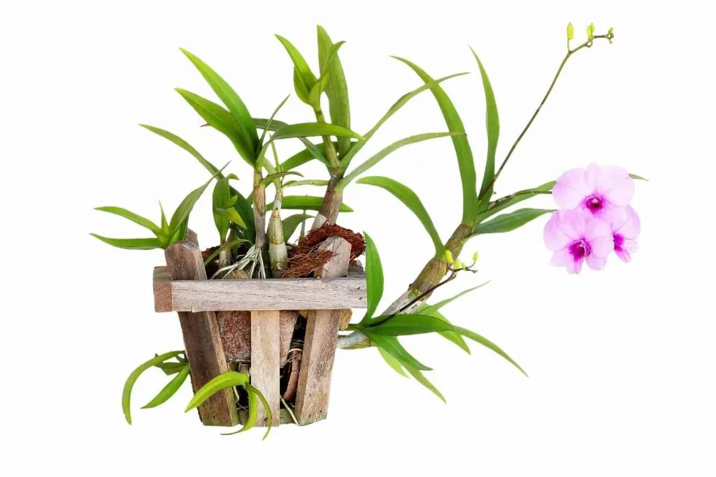 wooden basket with a plant in it