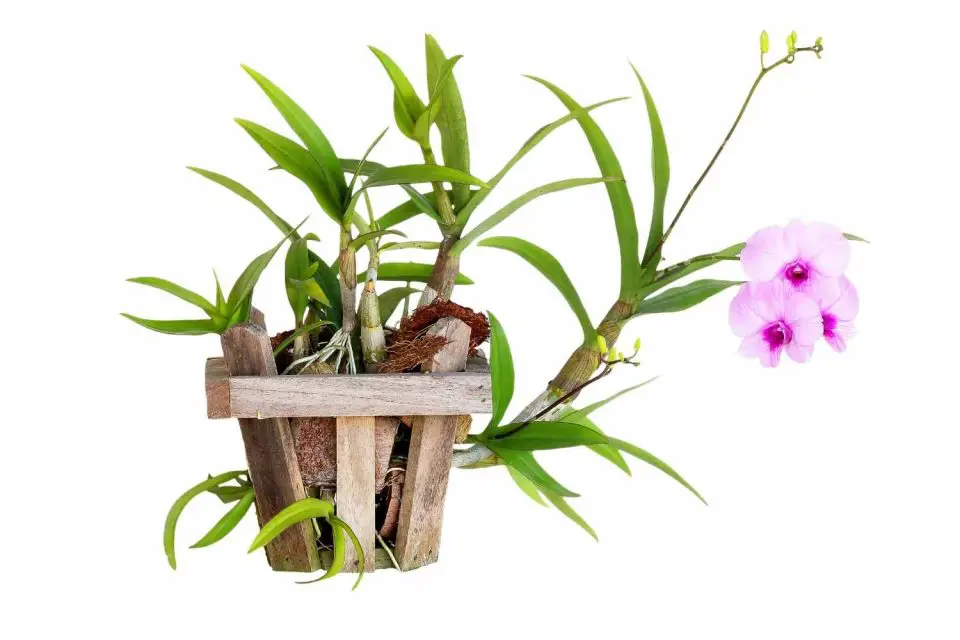 Best Orchid Pots for Healthy Growth The Contented Plant