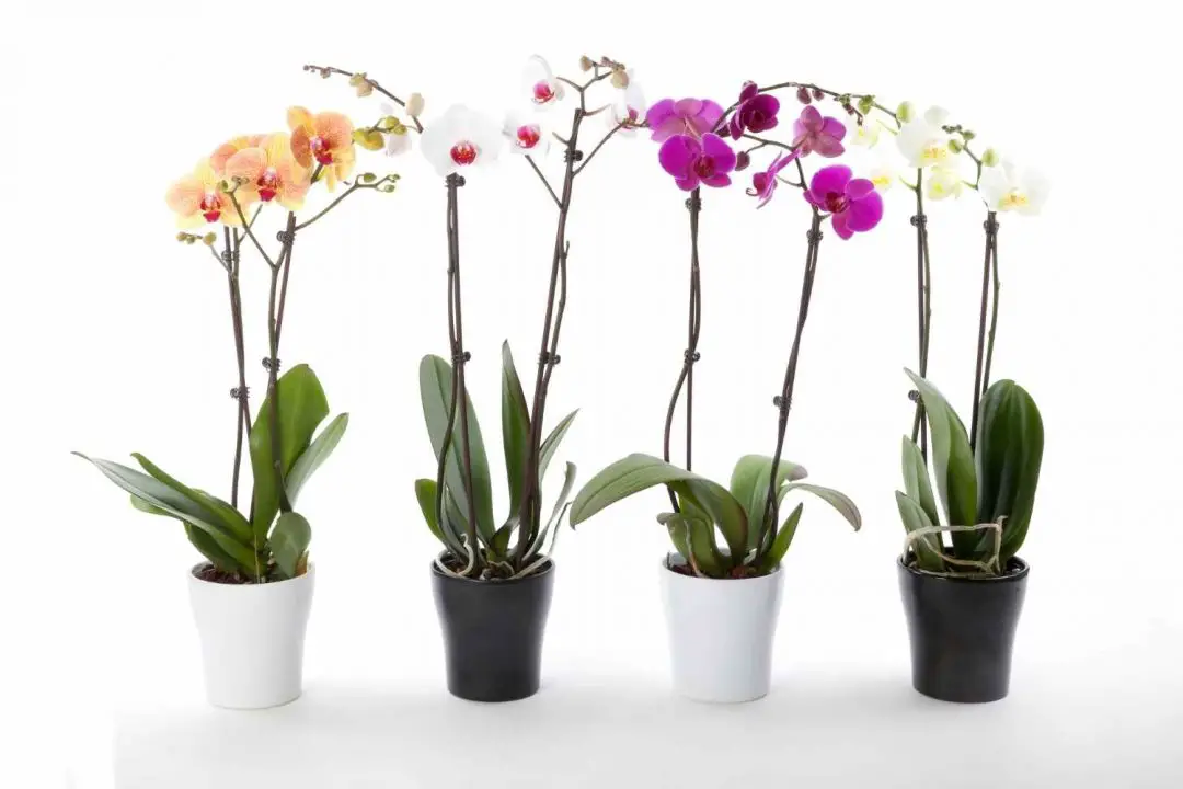 Best Orchid Pots for Healthy Growth The Contented Plant