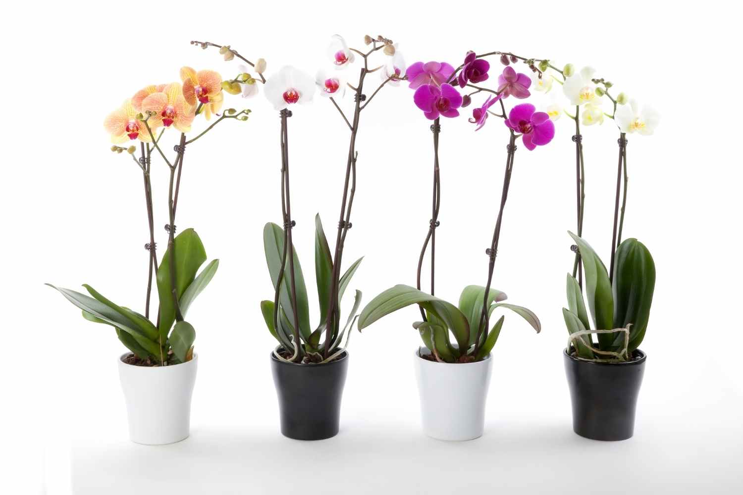 Best Orchid Pots For Healthy Growth The Contented Plant 0405