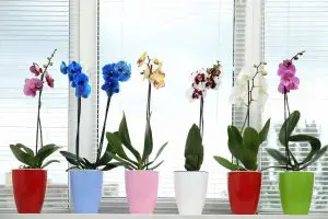 orchids in a group