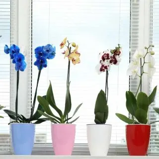 orchids in a group