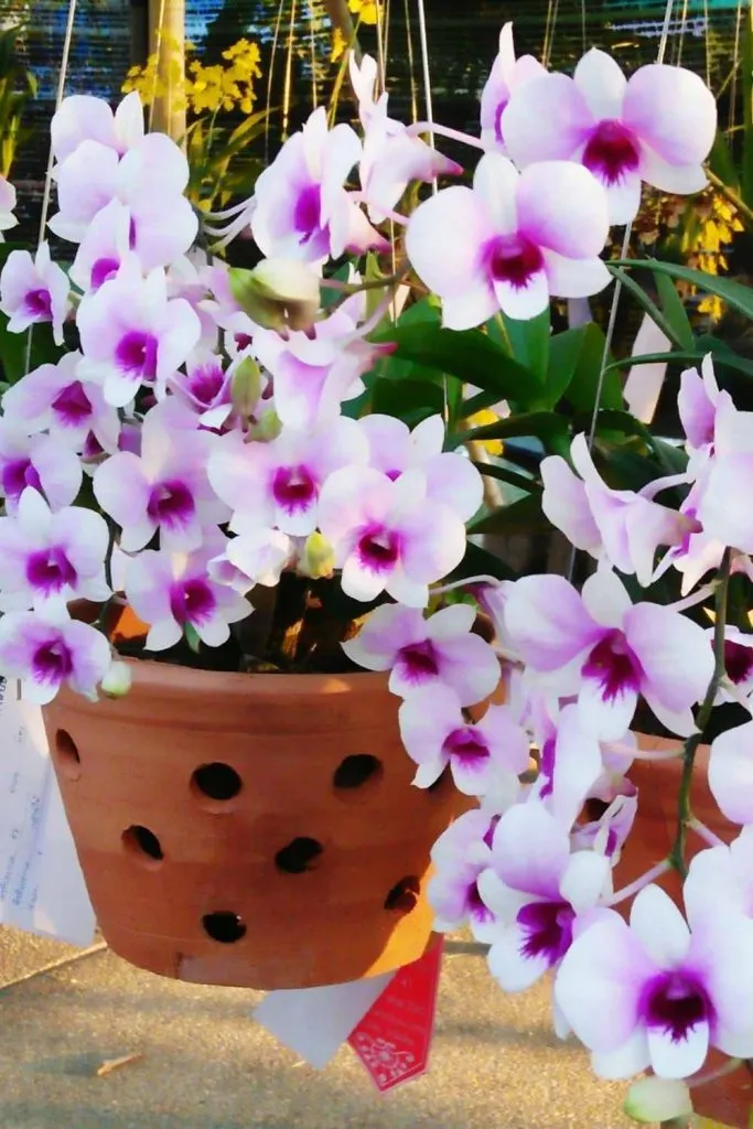 potted orchid in clay pot with holes