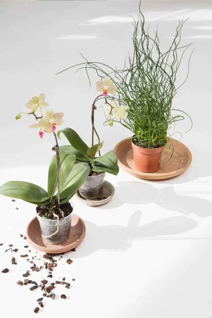 potted orchids