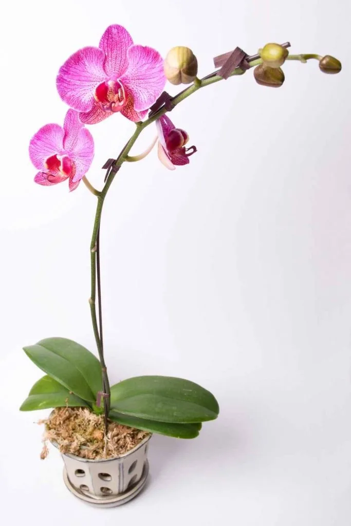 Tall blooming phalaenopsis in heavy ceramic pot.