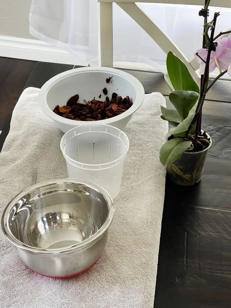 orchid repot set up-bowl of sterile potting mix, new orchid pot and a bowl to receive old potting mix