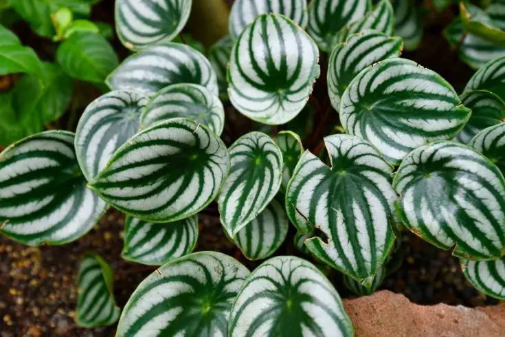 peperomia are epiphytes