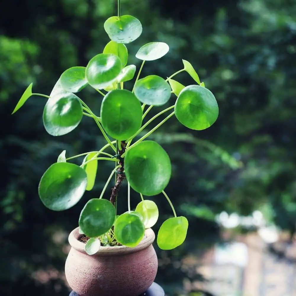 chinese money plant-peperomia