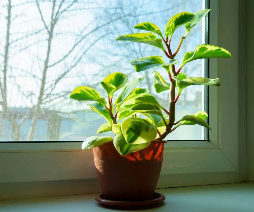 plant in window