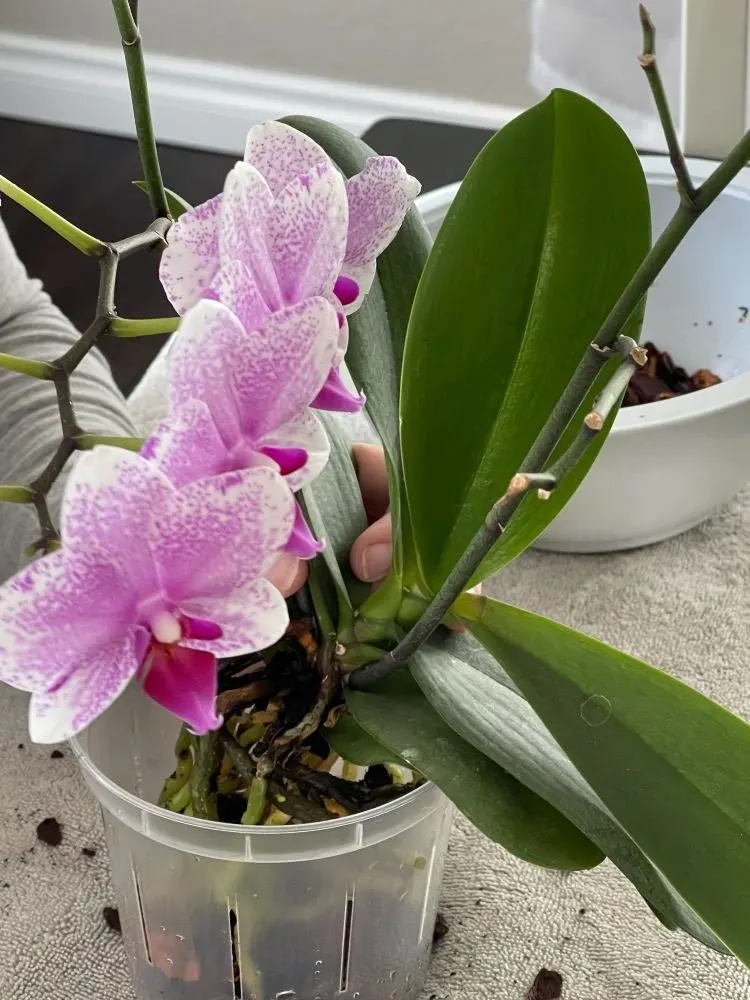placing orchid in new pot