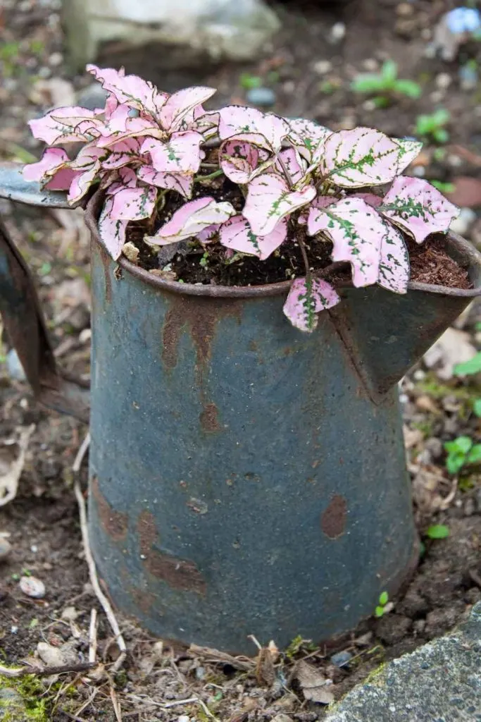 pink polka dot plant in old metal pitcher-outdoor flower bed